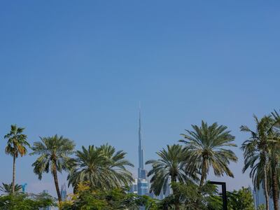 Burj Khalifa widziany zza palm